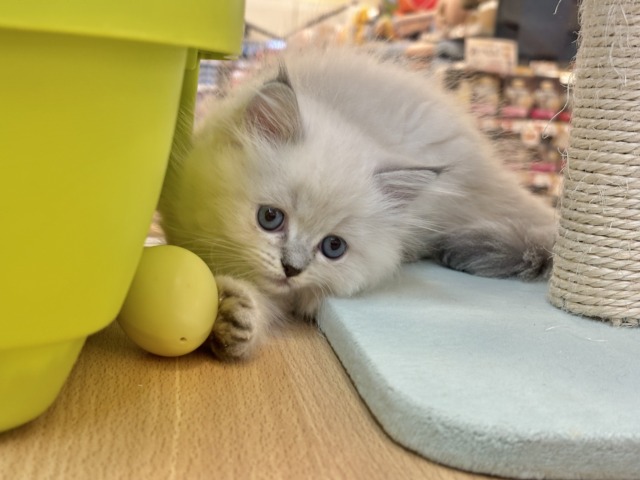 ネヴァマスカレード