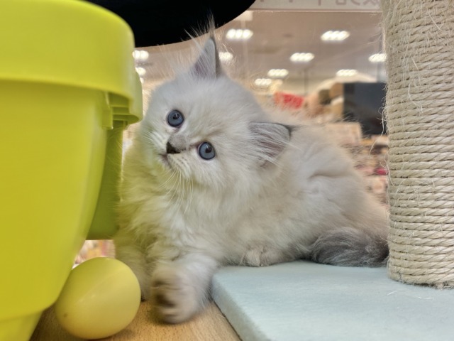 ネヴァマスカレード