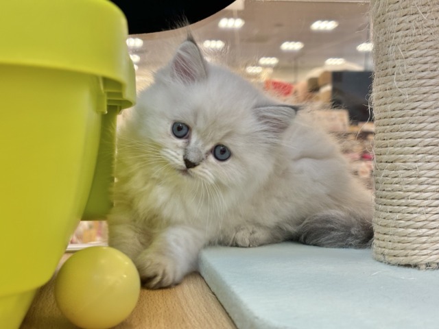 ネヴァマスカレード