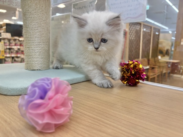 ネヴァマスカレード