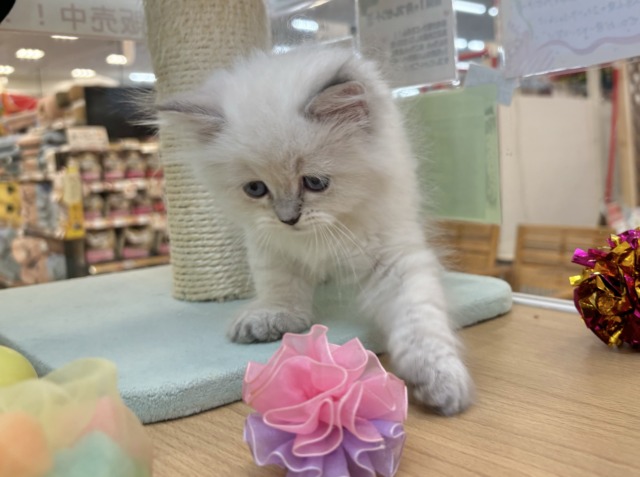 ネヴァマスカレード