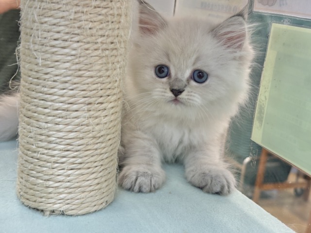 ネヴァマスカレード