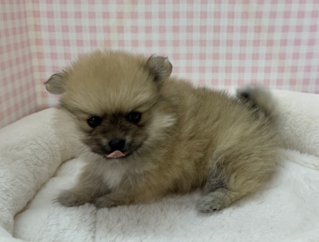 ポメラニアン