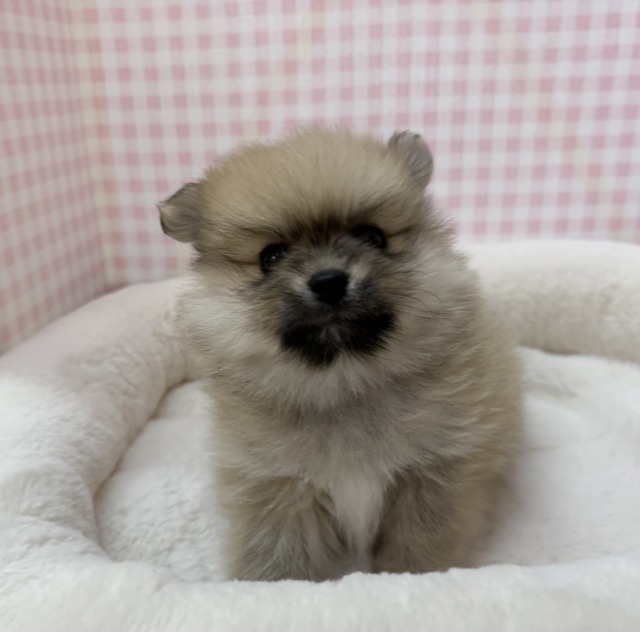 ポメラニアン