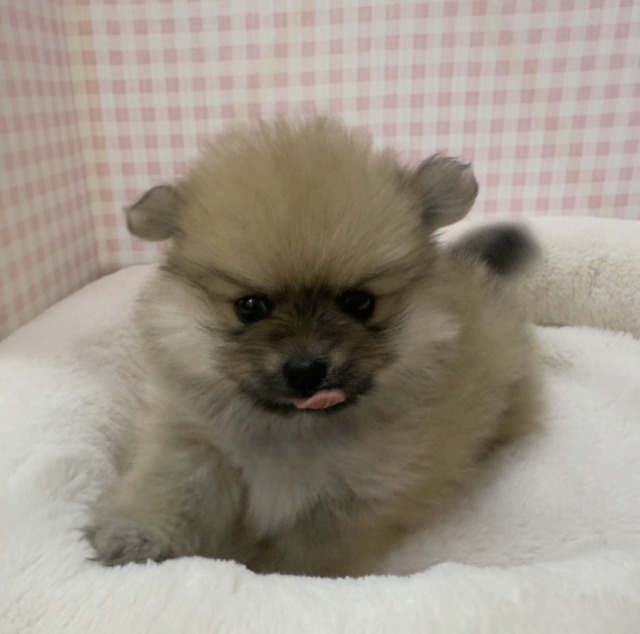 ポメラニアン
