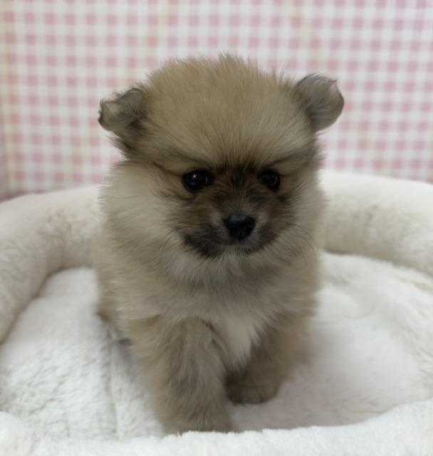 ポメラニアン