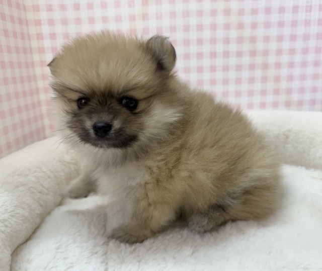 ポメラニアン