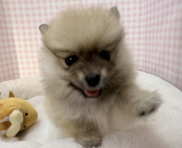 ポメラニアン