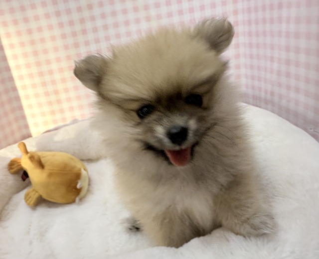 ポメラニアン