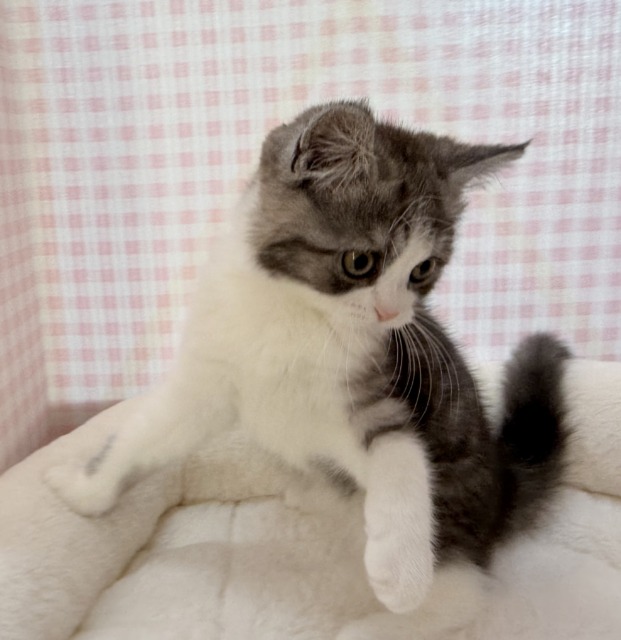 ブリティッシュショートヘア