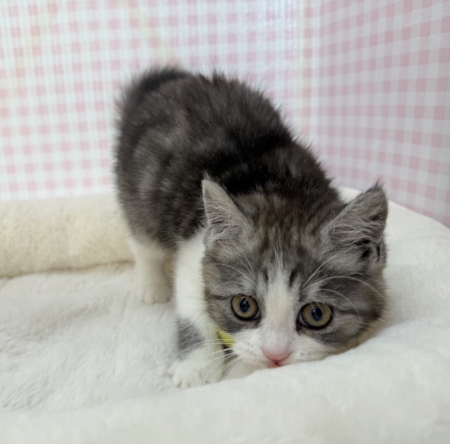 ブリティッシュショートヘア