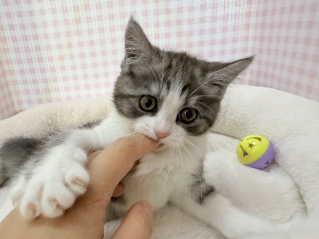 ブリティッシュショートヘア