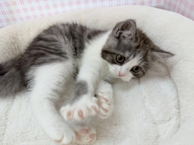 ブリティッシュショートヘア