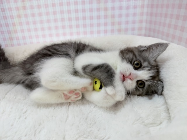 ブリティッシュショートヘア