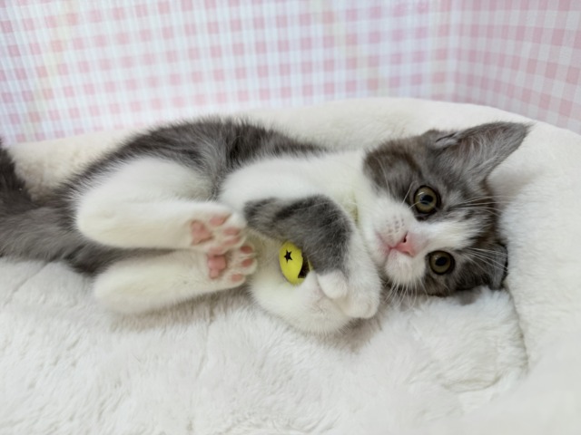 ブリティッシュショートヘア