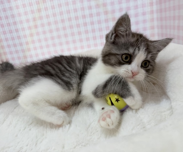 ブリティッシュショートヘア