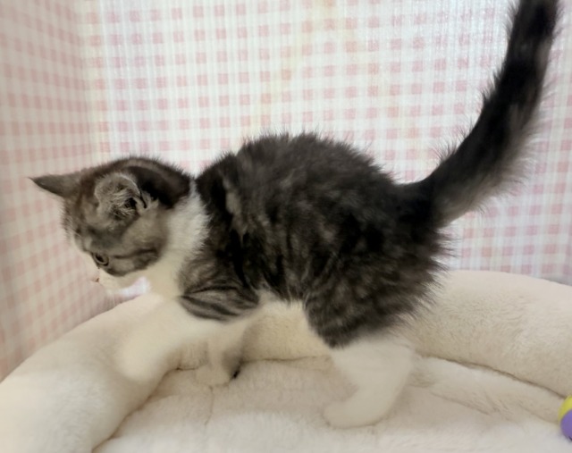 ブリティッシュショートヘア