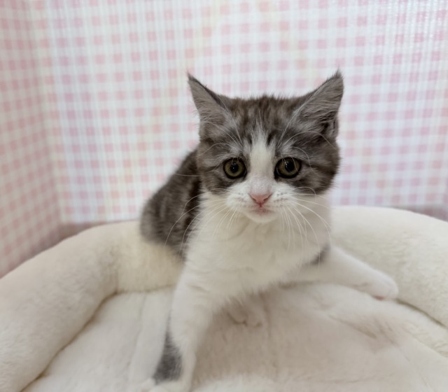 ブリティッシュショートヘア