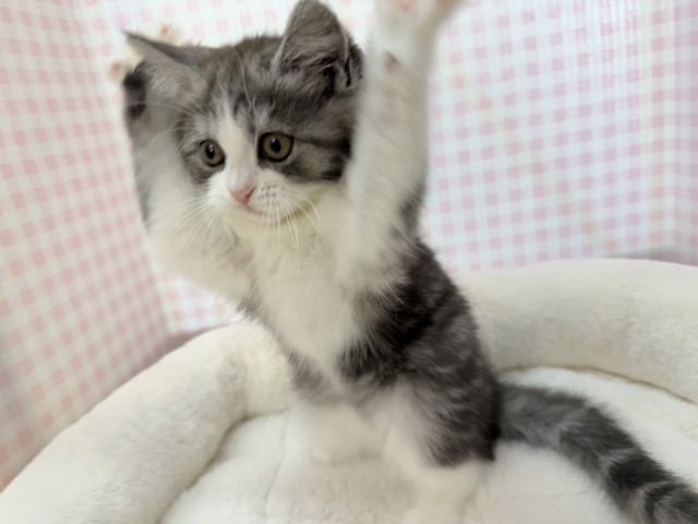 ブリティッシュショートヘア