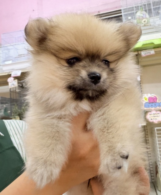 ポメラニアン