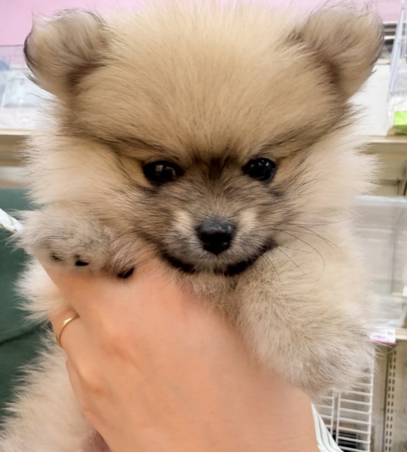 ポメラニアン