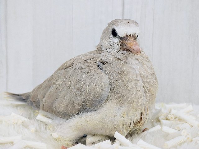 ジュズカケバト