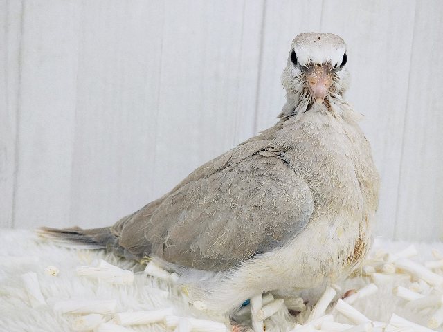 ジュズカケバト