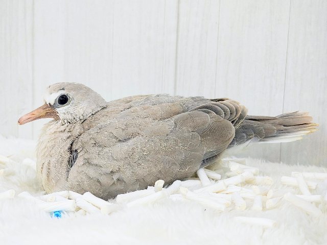 ジュズカケバト