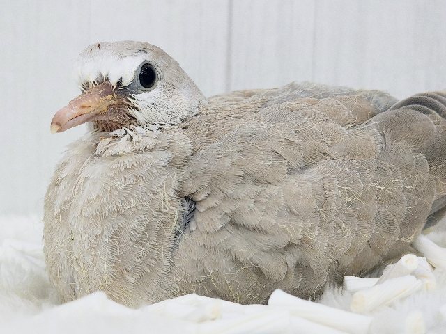 ジュズカケバト