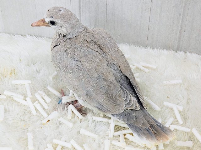 ジュズカケバト