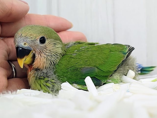コザクラインコ（小桜インコ）