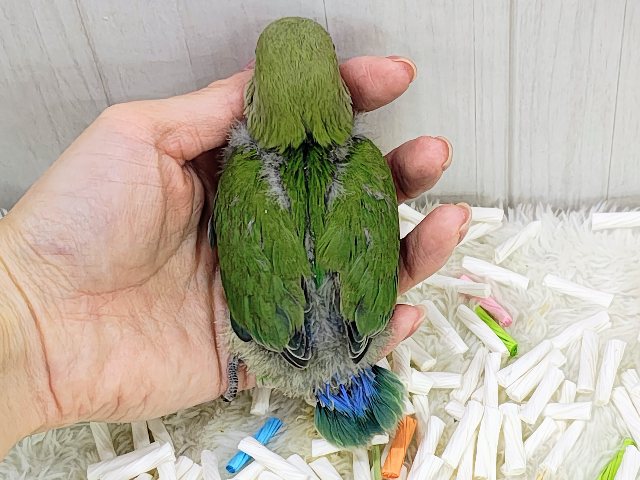 コザクラインコ（小桜インコ）