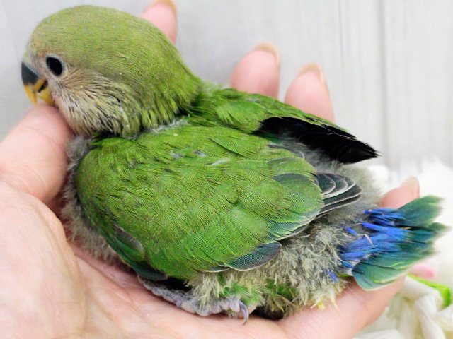 コザクラインコ（小桜インコ）