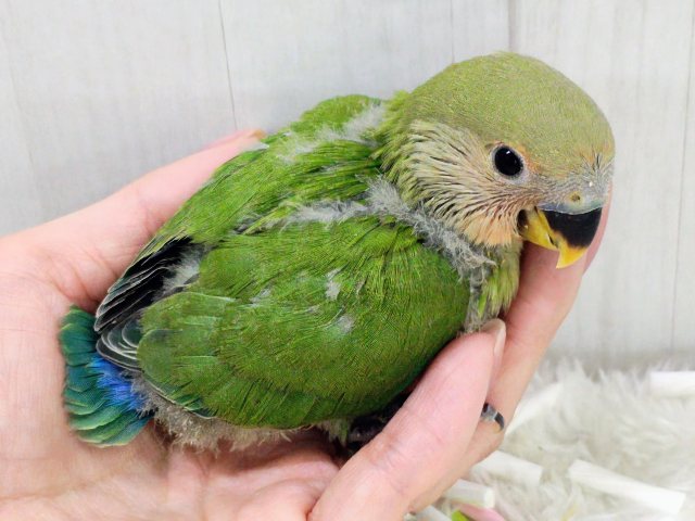 コザクラインコ（小桜インコ）