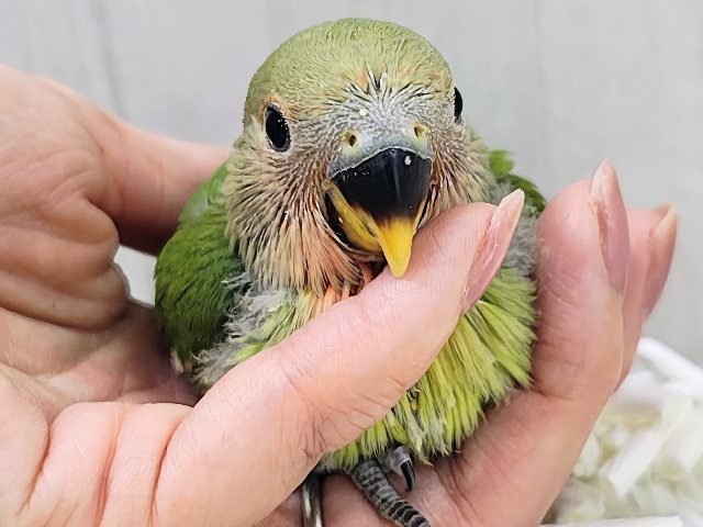 コザクラインコ（小桜インコ）