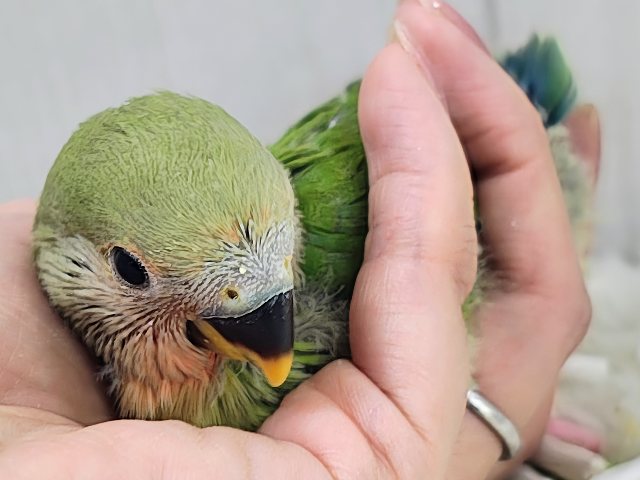 コザクラインコ（小桜インコ）