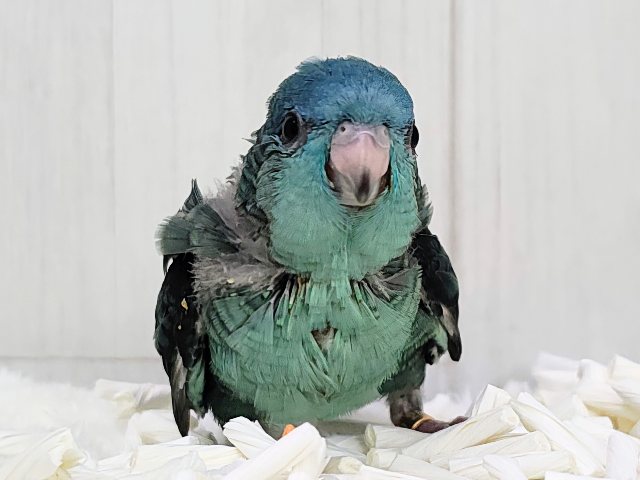 サザナミインコ