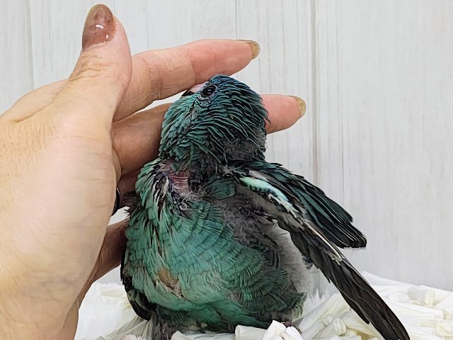 サザナミインコ