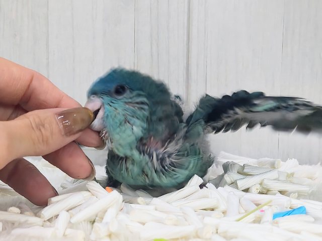サザナミインコ