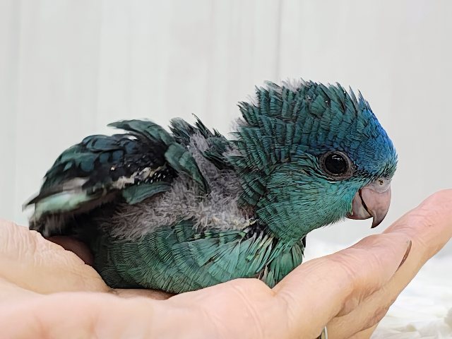 サザナミインコ