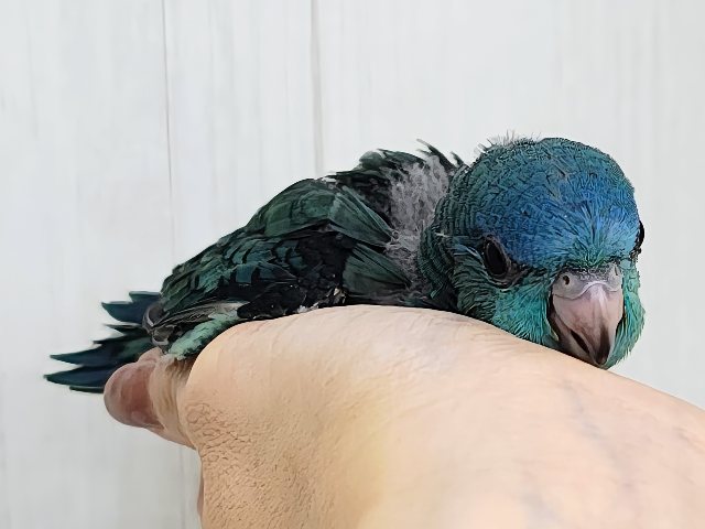 サザナミインコ