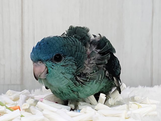 サザナミインコ