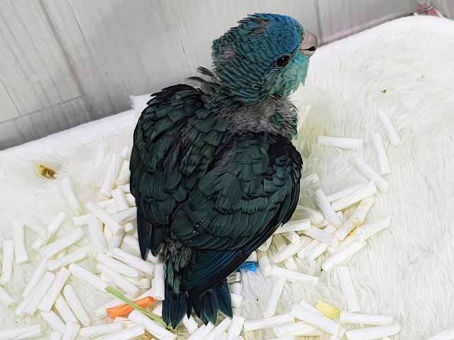 サザナミインコ