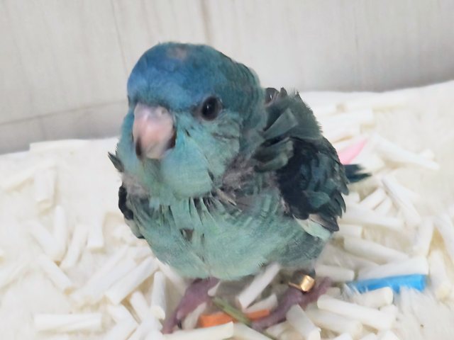 サザナミインコ