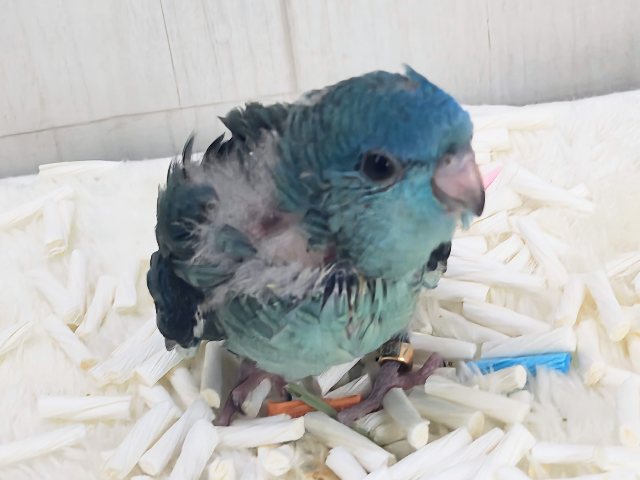サザナミインコ