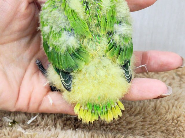 コザクラインコ（小桜インコ）