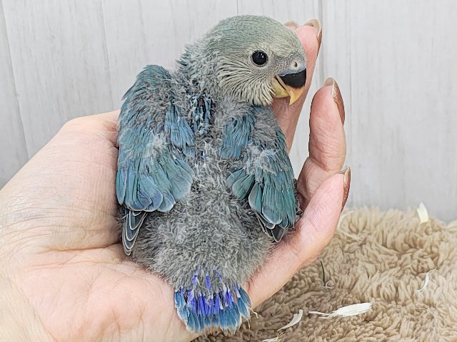 コザクラインコ（小桜インコ）