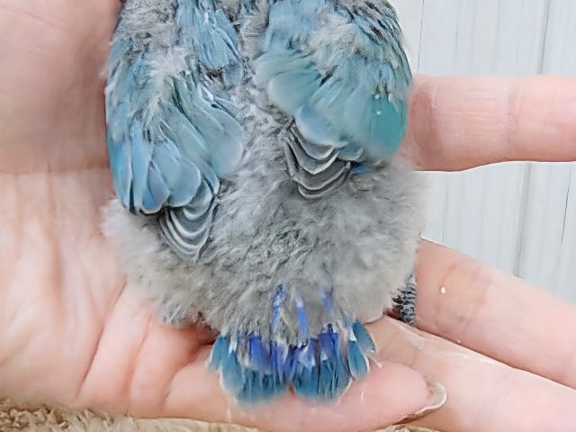 コザクラインコ（小桜インコ）