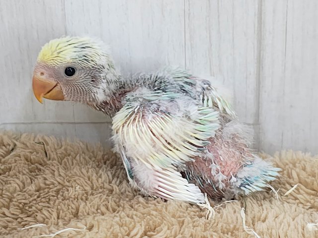 コザクラインコ（小桜インコ）
