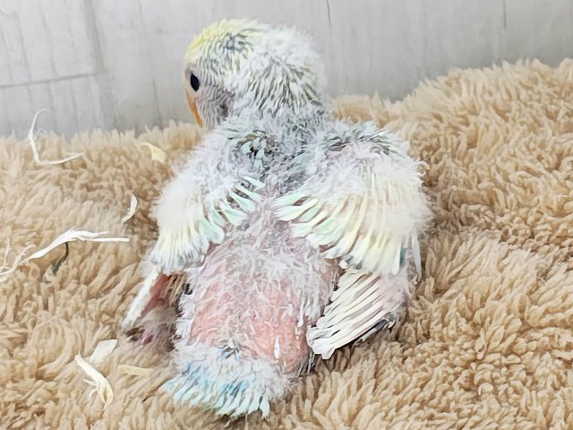 コザクラインコ（小桜インコ）